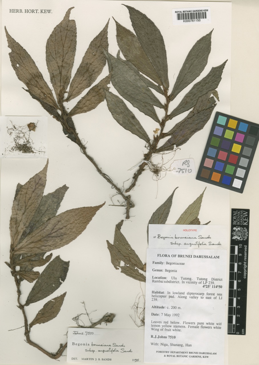B. rambaiensis